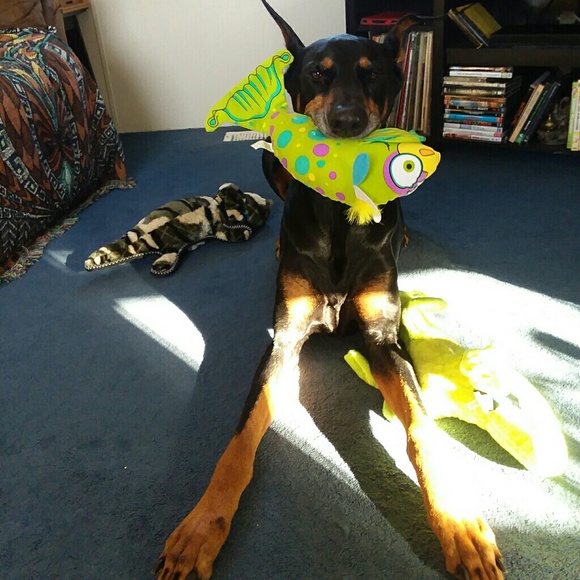 Meet your Posher, Catie - Picture 1 of 1